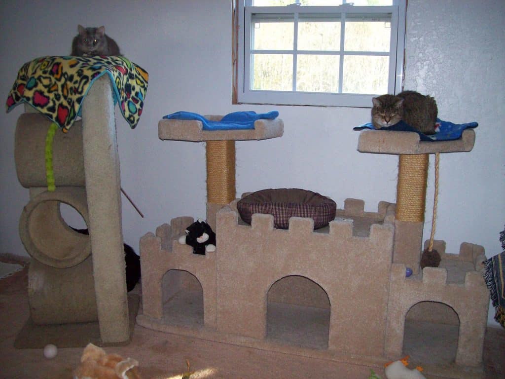 Cattery 2