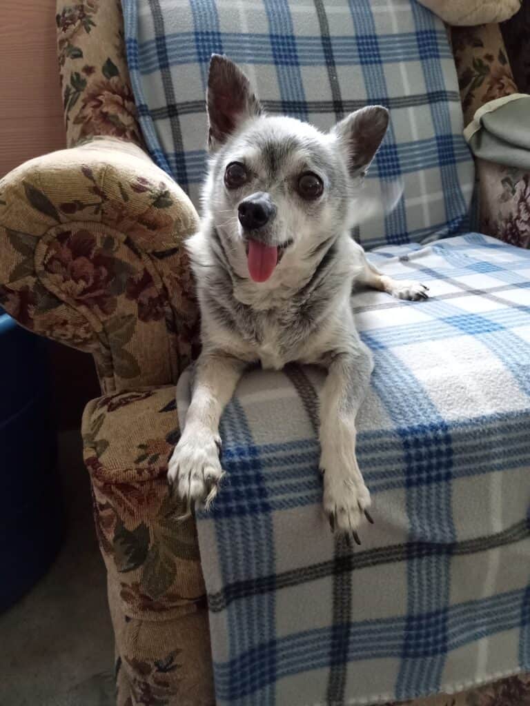 Buddy - Came to us in 2019 when his owner passed away, estimated at 14 years old. Like most Chi's he chooses who he wants to be friends with.  With only three teeth and some friendly gorwls, he is a fan favorite with the volunteers.